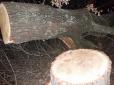 На Миколаївщині незаконно знищили сторічні дуби (фотофакти)