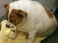 Неймовірна дієта: Собака схудла на 16 кілограм