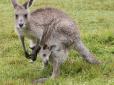В Австралії агресивний кенгуру напав на автомобіль (відео)