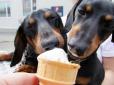 У Мексиці продають морозиво для собак (відео)
